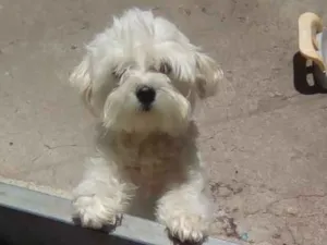 Cachorro raça Maltês idade 2 anos nome Bile e bela