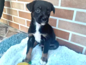 Cachorro raça SRD (Sem raça definida) idade Abaixo de 2 meses nome Dudu