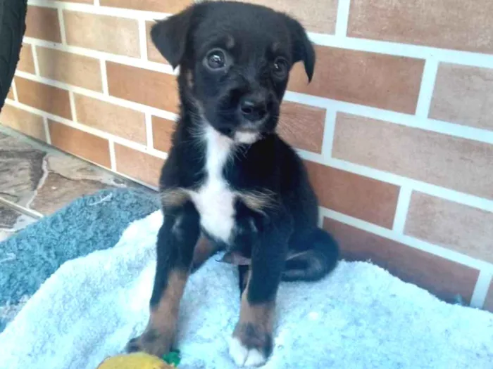 Cachorro ra a SRD (Sem raça definida) idade Abaixo de 2 meses nome Dudu