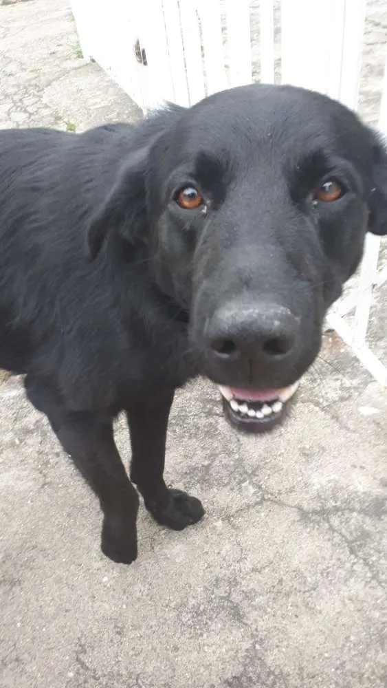 Cachorro ra a SRD idade 1 ano nome ?