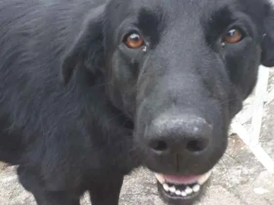 Cachorro ra a SRD idade 1 ano nome ?