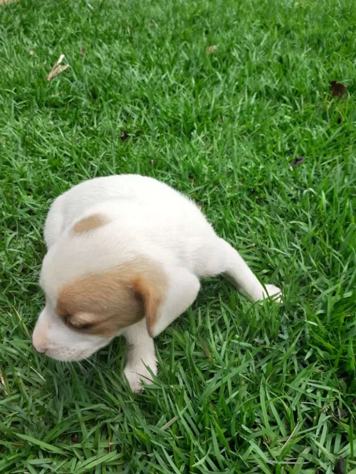 Cachorro ra a Indefinida  idade Abaixo de 2 meses nome Não  tem nome 