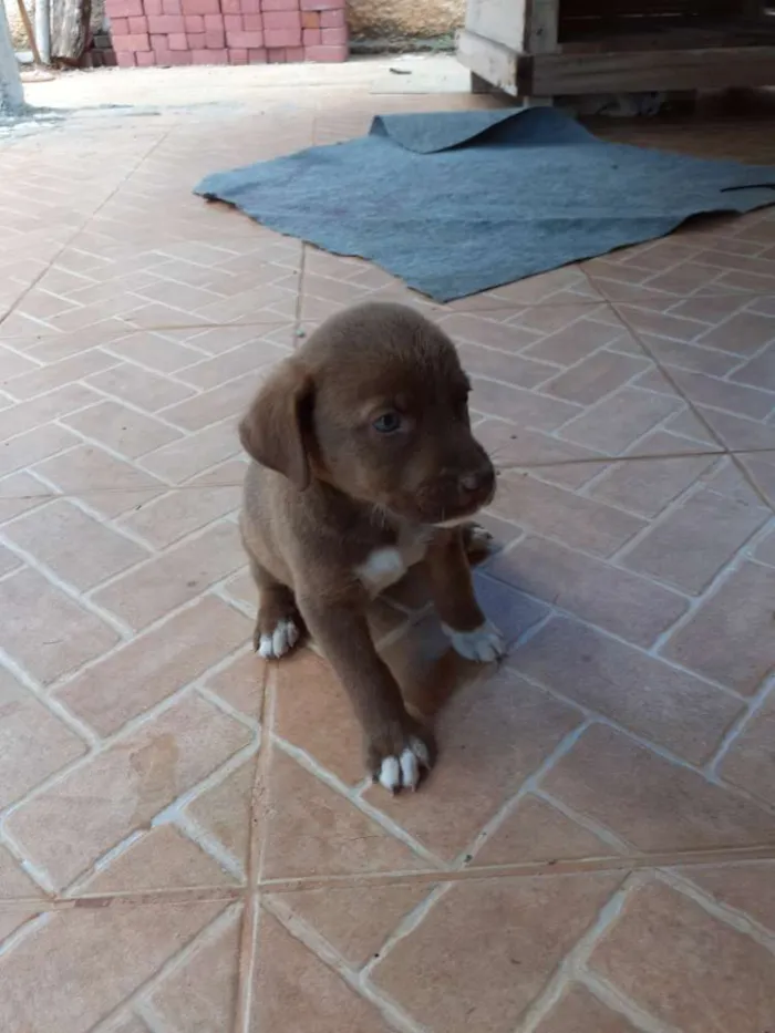 Cachorro ra a Indefinida  idade Abaixo de 2 meses nome Não  tem nome 