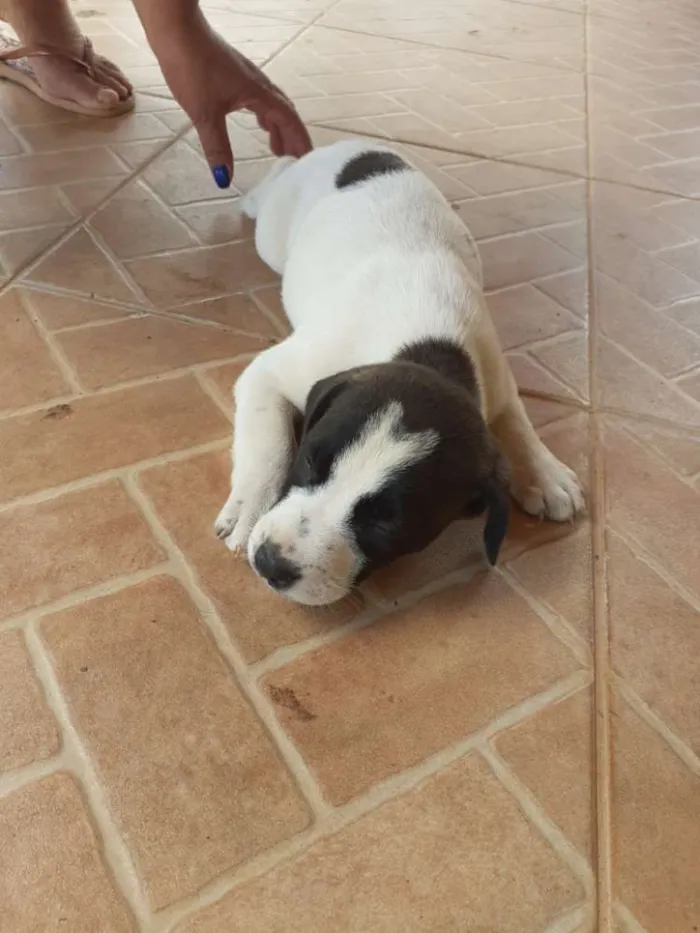 Cachorro ra a Indefinida  idade Abaixo de 2 meses nome Não  tem nome 