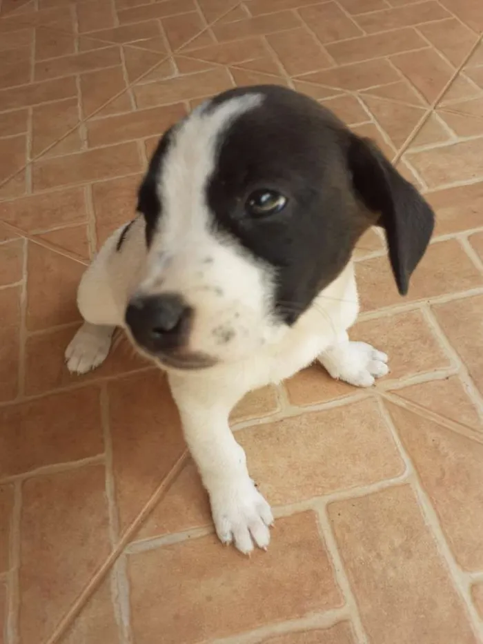 Cachorro ra a Indefinida  idade Abaixo de 2 meses nome Não  tem nome 