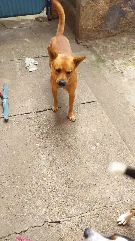 Cachorro ra a Labrador idade 3 anos nome brown/Symon