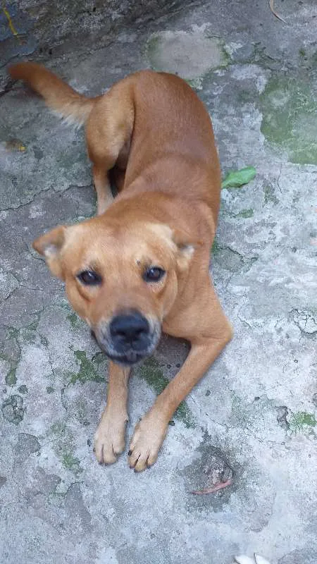 Cachorro ra a Labrador idade 3 anos nome brown/Symon