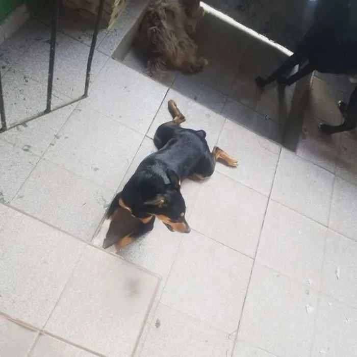 Cachorro raça SRD idade 2 anos nome Lilith