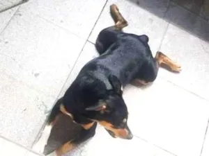 Cachorro raça SRD idade 2 anos nome Lilith