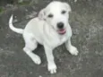 Kika