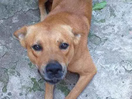 Cachorro ra a Labrador idade 3 anos nome brown/Symon