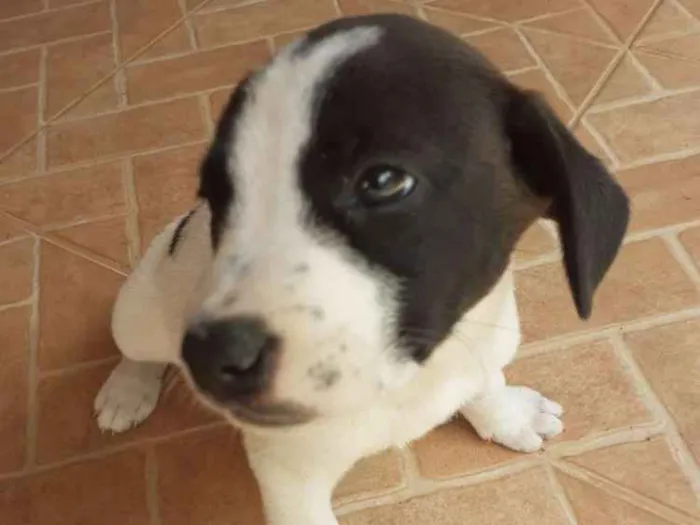 Cachorro ra a Indefinida  idade Abaixo de 2 meses nome Não  tem nome 