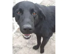 Cachorro raça SRD idade 1 ano nome ?