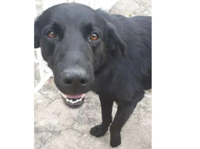 Cachorro ra a SRD idade 1 ano nome ?