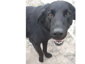 Cachorro raça SRD idade 1 ano nome Não sei 