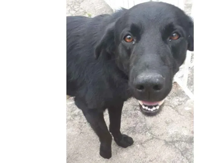 Cachorro ra a SRD idade 1 ano nome Não sei 