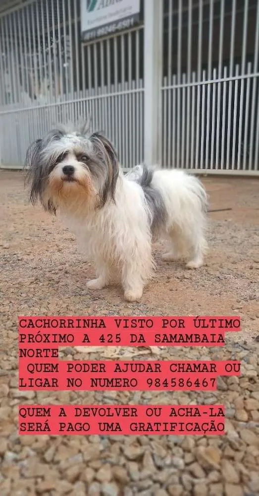 Cachorro ra a Shitso idade 2 anos nome Amora