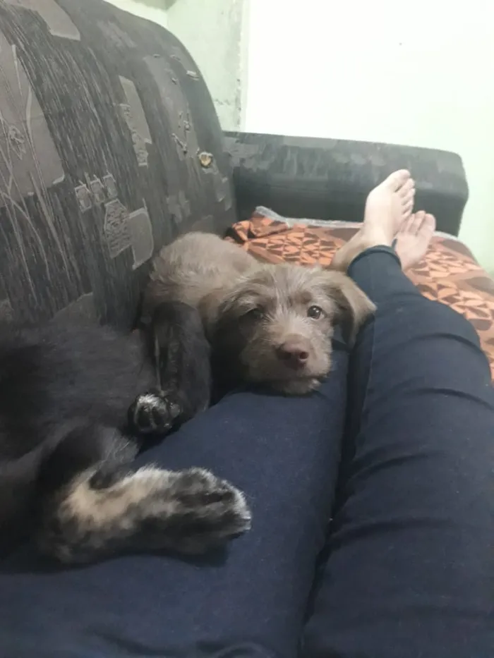 Cachorro raça indefinida idade 2 a 6 meses nome Mel