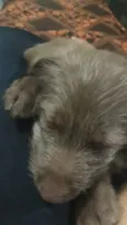 Mel