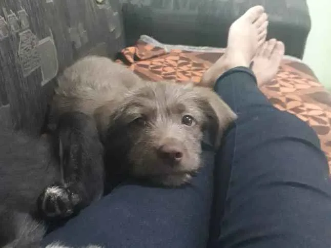 Cachorro raça indefinida idade 2 a 6 meses nome Mel