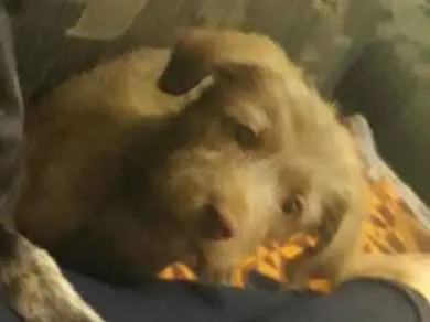 Cachorro raça indefinida idade 2 a 6 meses nome Mel