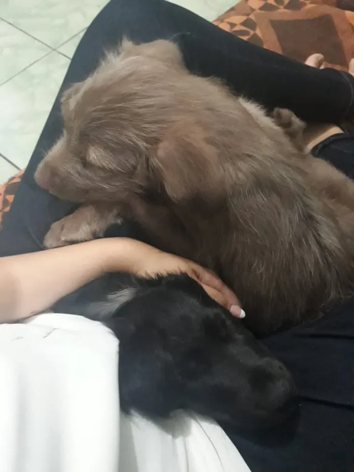 Cachorro raça indefinida idade 2 a 6 meses nome Mel