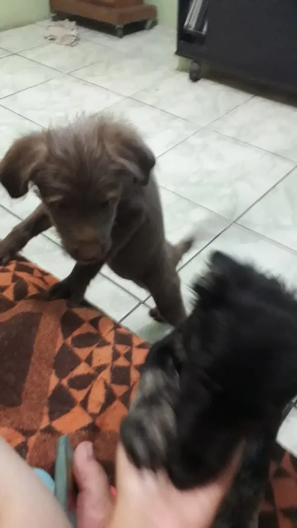 Cachorro raça indefinida idade 2 a 6 meses nome Mel