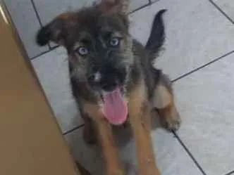 Cachorro raça Mestiço idade 2 a 6 meses nome Messi
