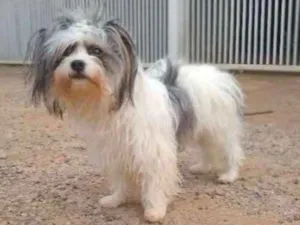 Cachorro raça Shitso idade 2 anos nome Amora