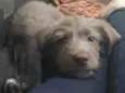 Mel