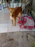 Princesa 