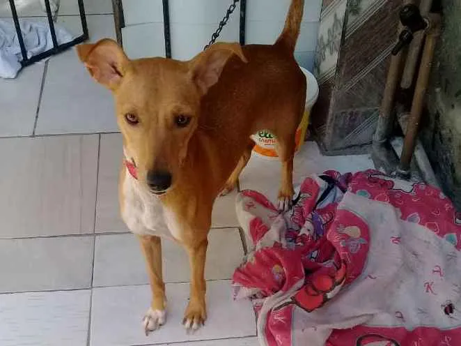 Cachorro ra a Vira lata idade 1 ano nome Princesa 