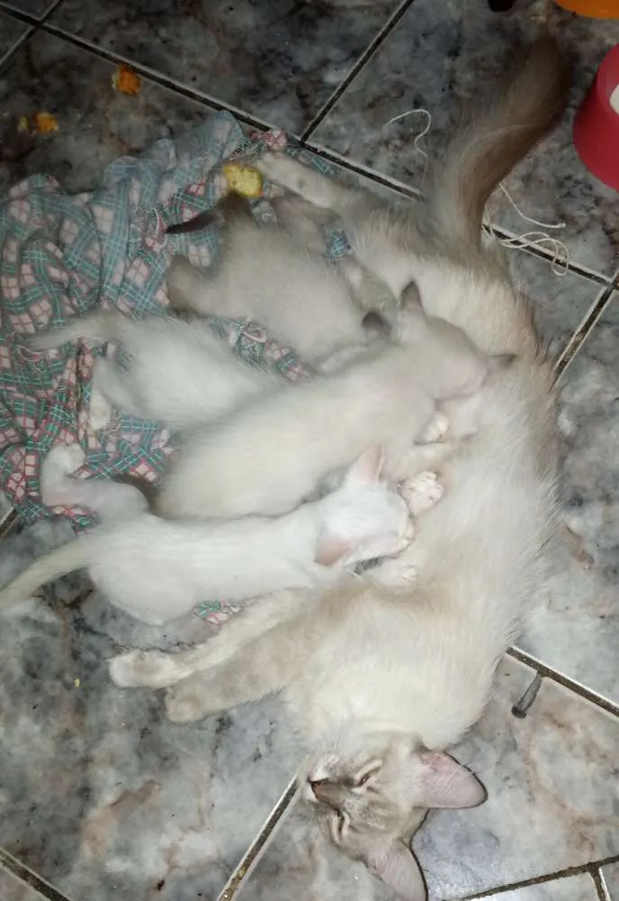 Gato raça Não sei idade Abaixo de 2 meses nome Não tem