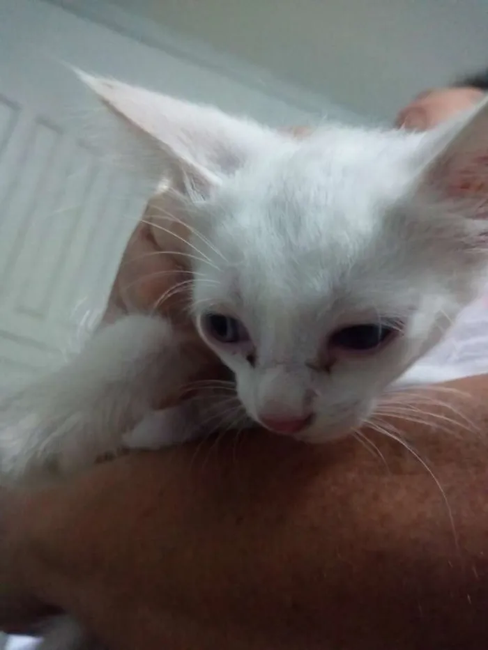 Gato raça Não sei idade Abaixo de 2 meses nome Não tem