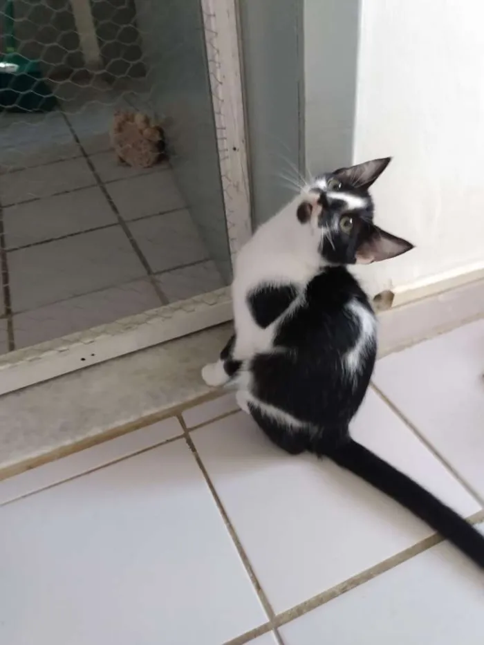 Gato raça Srd idade 2 a 6 meses nome Pedrinho