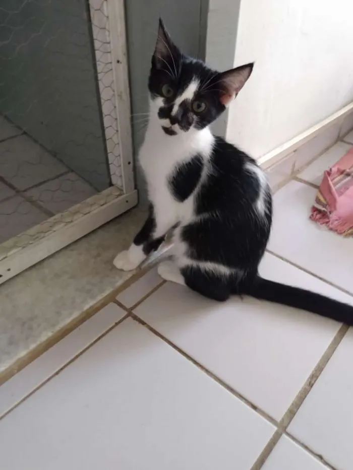 Gato raça Srd idade 2 a 6 meses nome Pedrinho