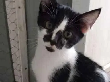 Gato raça Srd idade 2 a 6 meses nome Pedrinho
