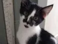 Pedrinho