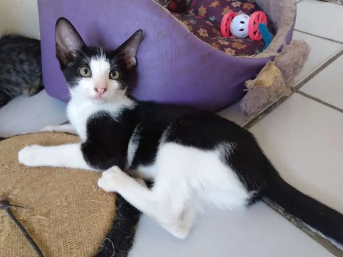 Gato raça Srd idade 2 a 6 meses nome Marilu