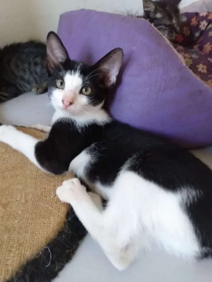 Gato raça Srd idade 2 a 6 meses nome Marilu