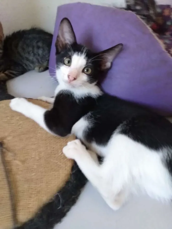 Gato raça Srd idade 2 a 6 meses nome Marilu