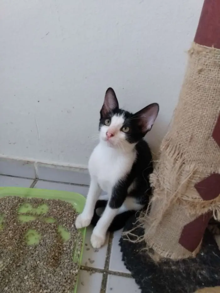 Gato raça Srd idade 2 a 6 meses nome Marilu