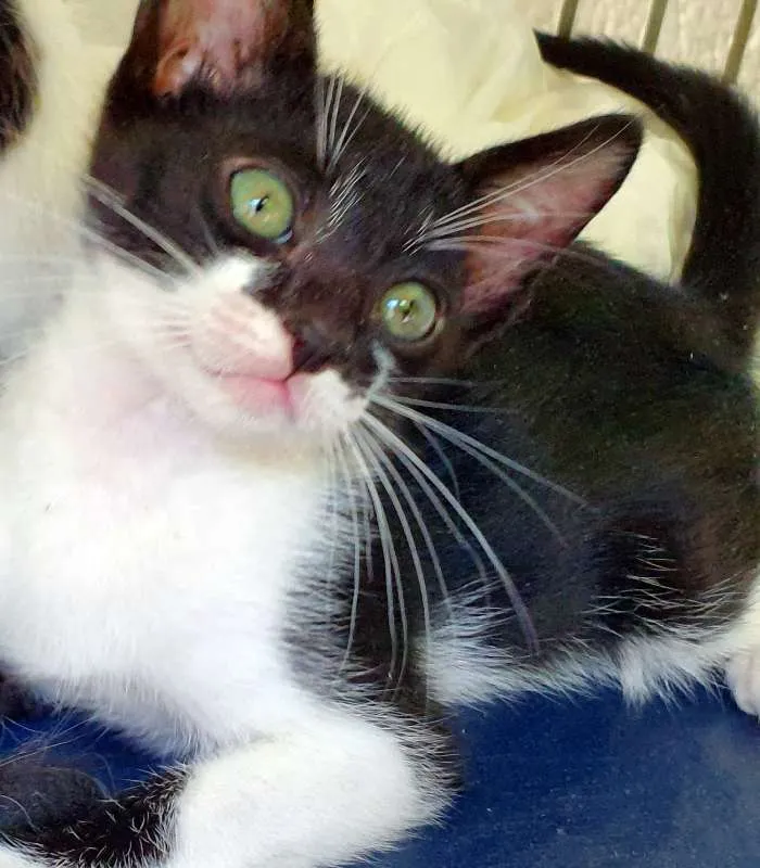 Gato ra a SRD idade 2 a 6 meses nome HELINHO FRAJOLA