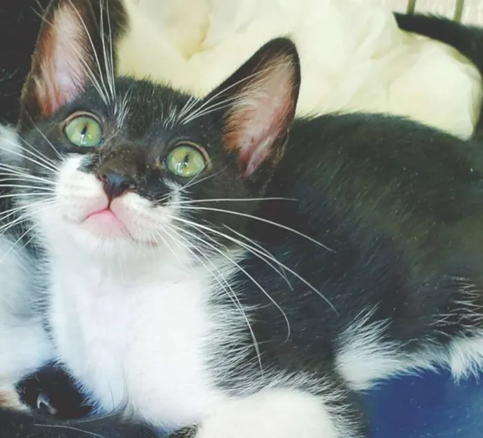 Gato ra a SRD idade 2 a 6 meses nome HELINHO FRAJOLA