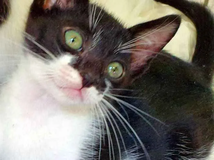Gato ra a SRD idade 2 a 6 meses nome HELINHO FRAJOLA