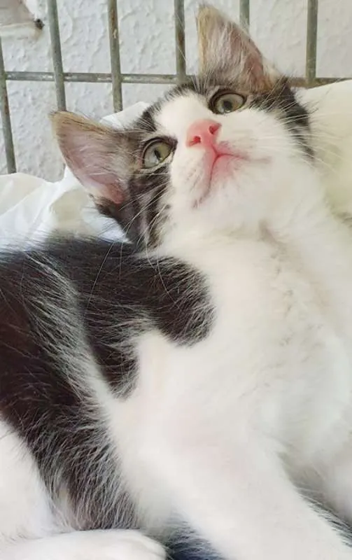 Gato ra a SRD idade 2 a 6 meses nome TULIO GATOLINO