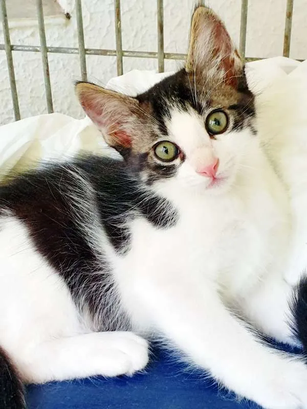 Gato ra a SRD idade 2 a 6 meses nome TULIO GATOLINO