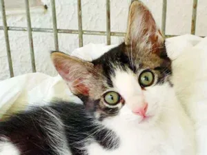 Gato raça SRD idade 2 a 6 meses nome TULIO GATOLINO