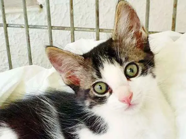 Gato ra a SRD idade 2 a 6 meses nome TULIO GATOLINO