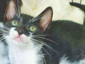 Gato raça SRD idade 2 a 6 meses nome HELINHO FRAJOLA